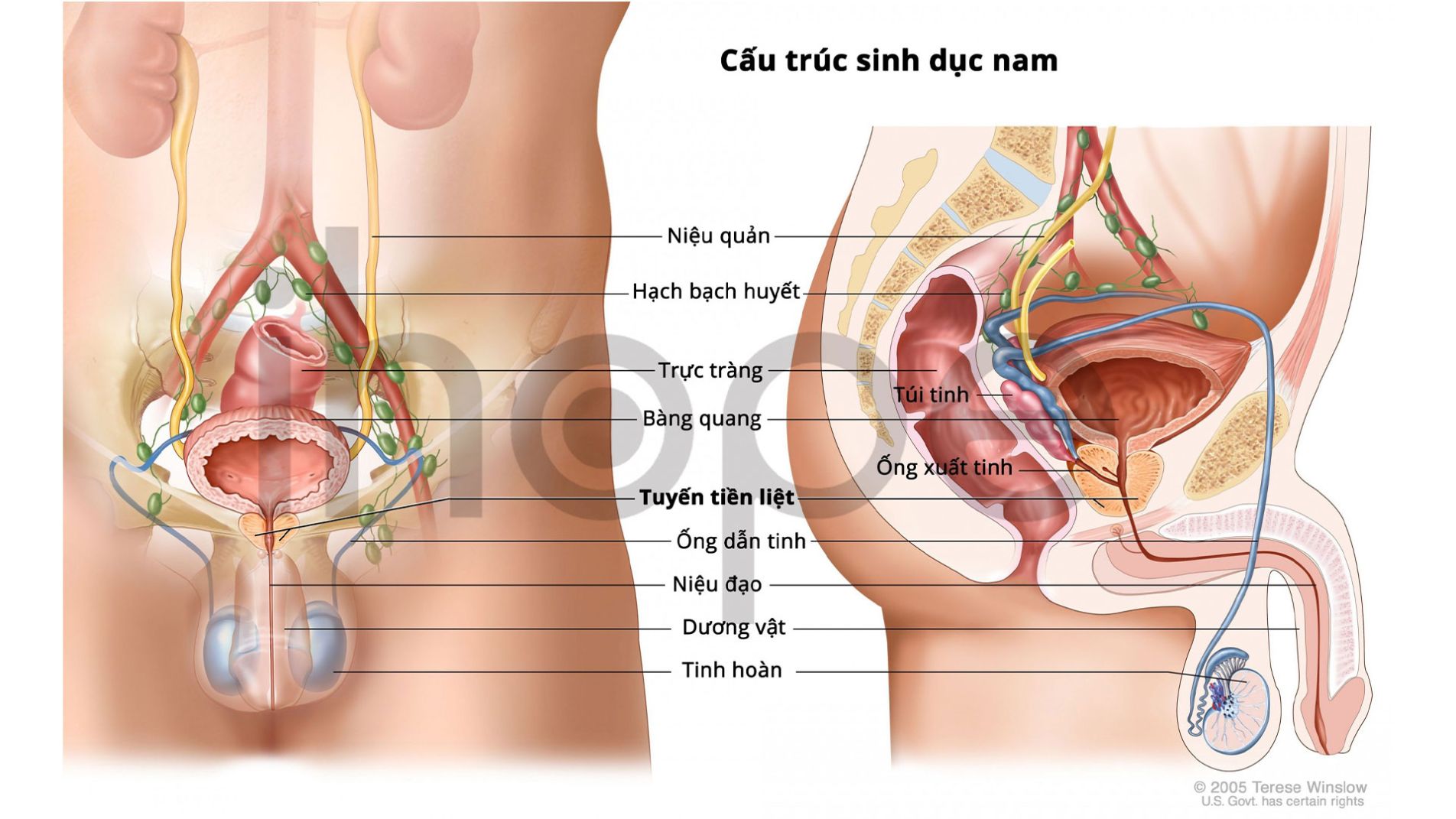 Minh họa cấu trúc bộ phận sinh dục nam và nữ – vị trí dễ nhiễm trùng bệnh lậu