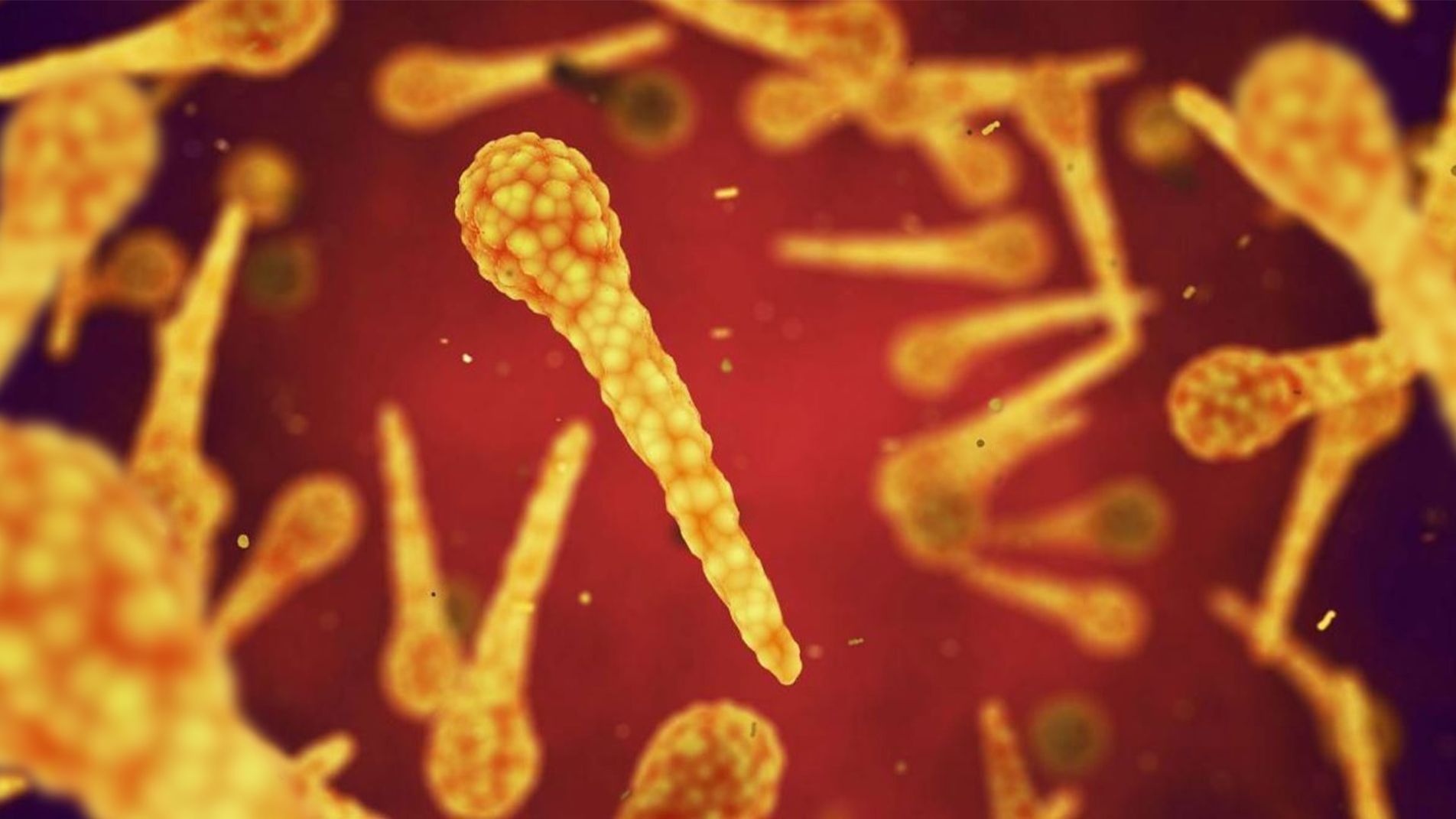 Vi khuẩn Clostridium tetani dưới kính hiển vi – dạng que với bào tử đặc trưng