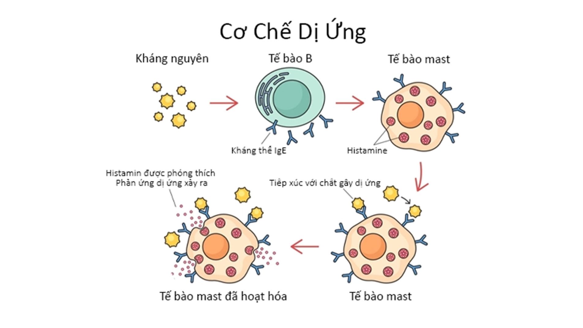 (Cơ chế hệ miễn dịch phản ứng với dị nguyên – giải phẫu tế bào mast giải phóng histamine)