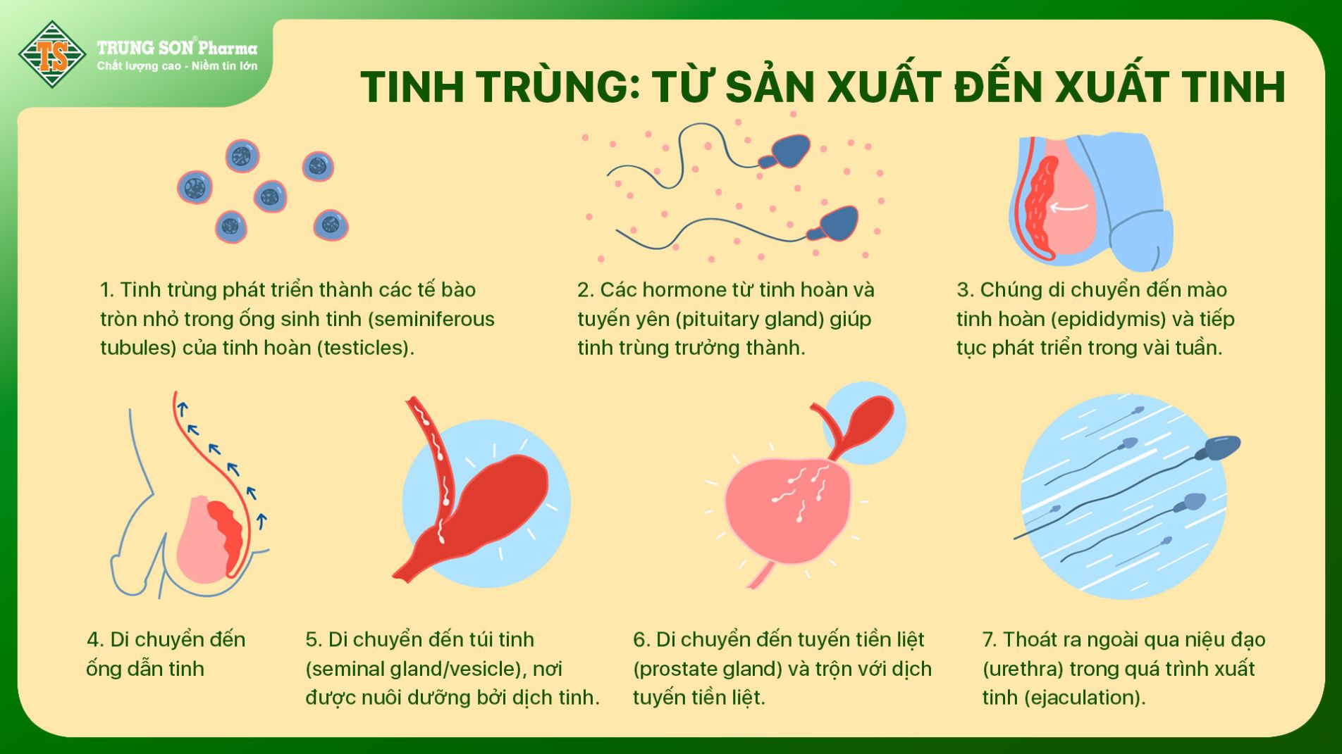 (Quá trình sản xuất tinh trùng từ tinh hoàn đến xuất tinh, giúp hiểu nguyên nhân loãng)