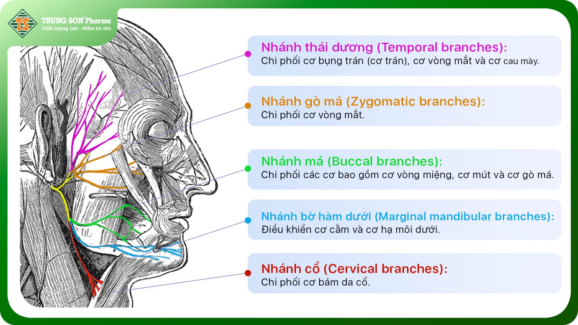 Sơ đồ dây thần kinh mặt và các nhánh chi phối