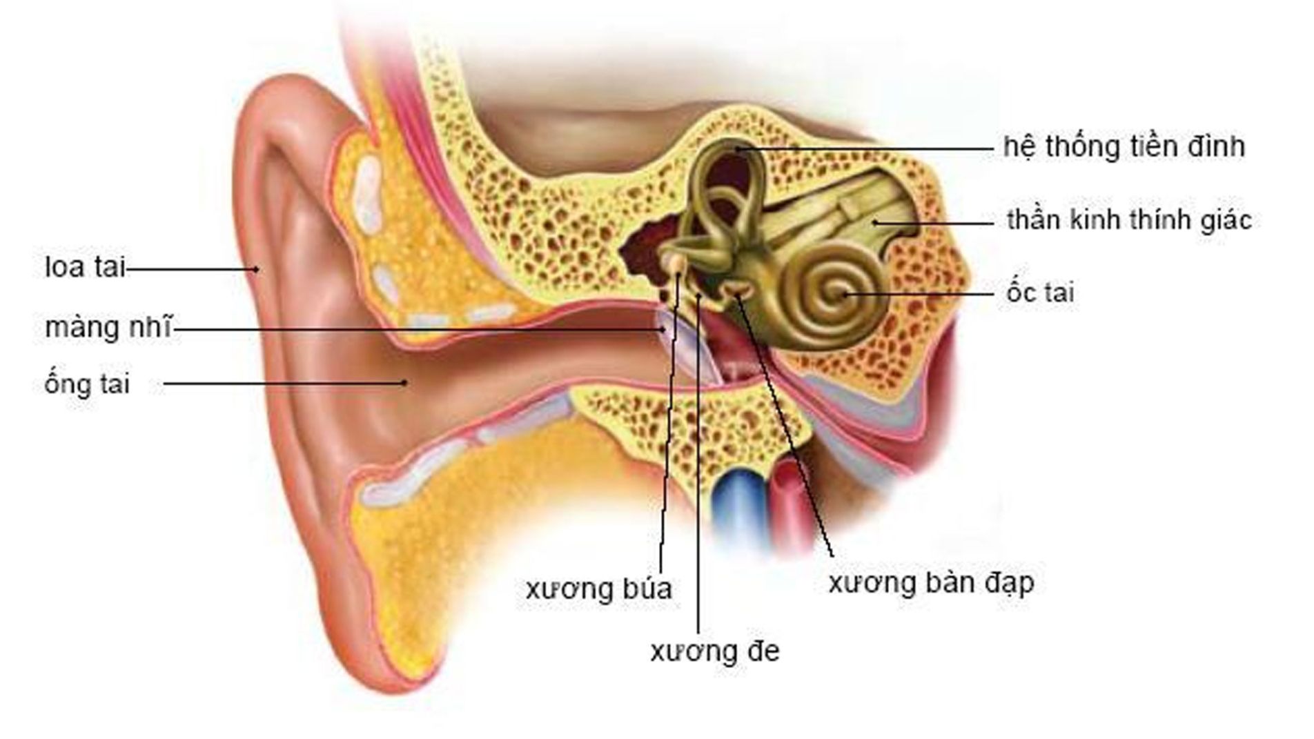 Cấu trúc hệ tiền đình gây chóng mặt
