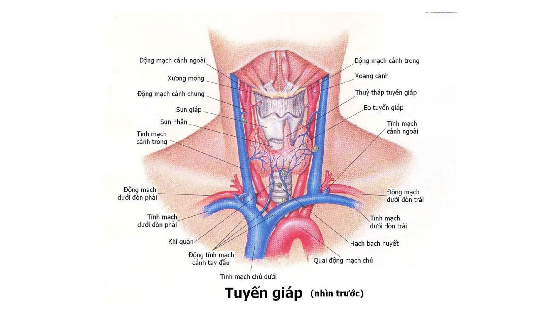Nguyên nhân tự miễn trong bệnh Basedow gây cường giáp