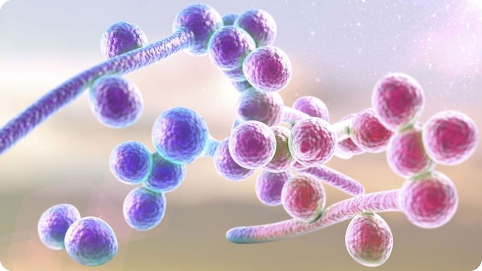 Nguyên nhân nấm Candida gây tưa lưỡi ở trẻ sơ sinh