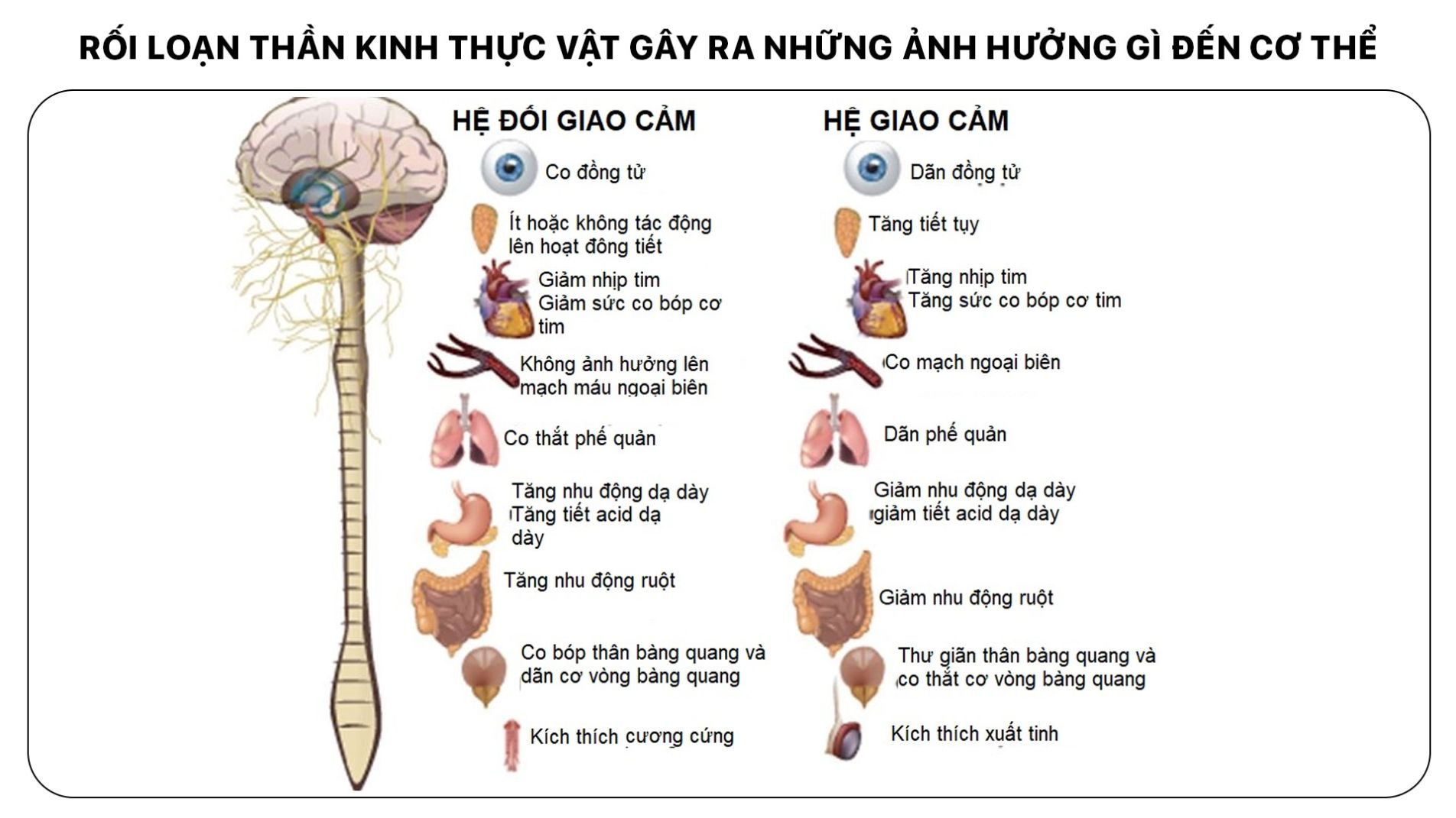 Sơ đồ hệ thần kinh thực vật và các cơ quan bị ảnh hưởng trong rối loạn