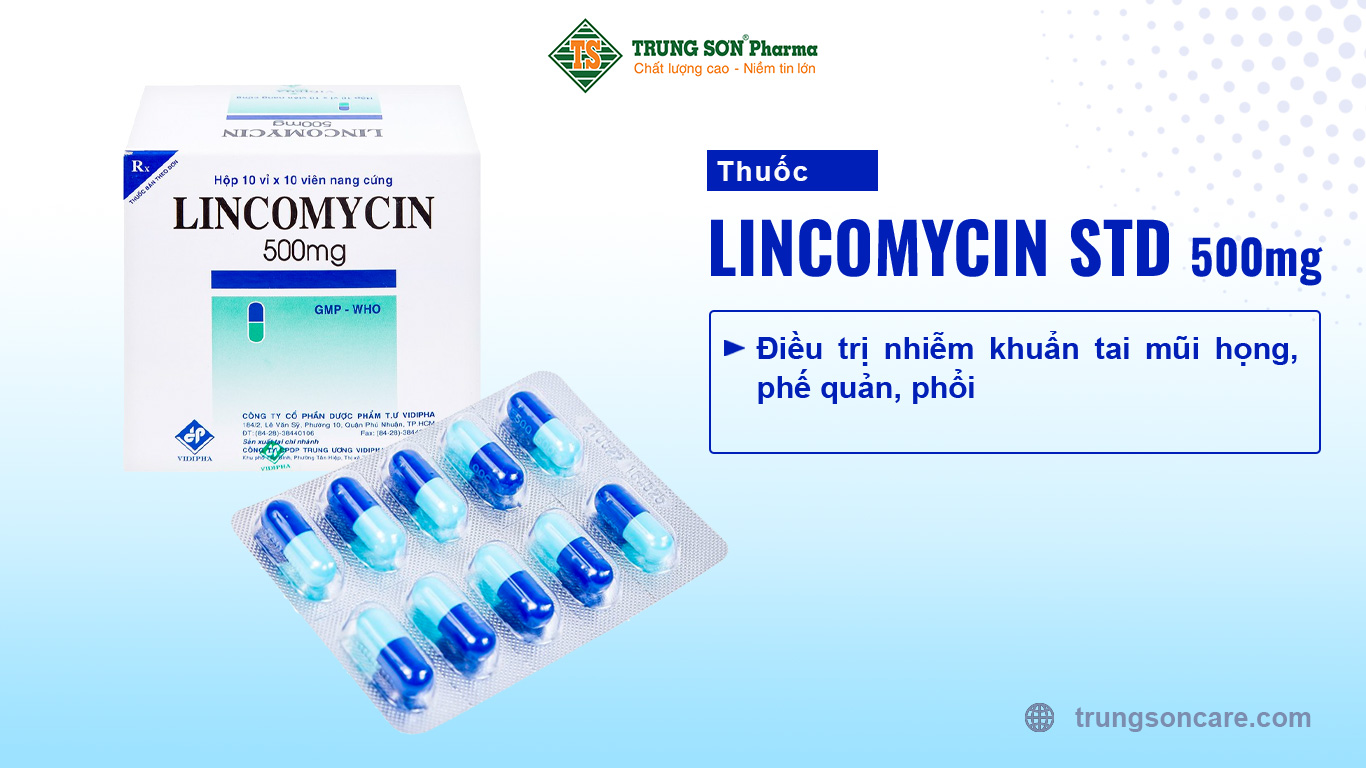 Thuốc Lincomycin STD 500mg điều trị nhiễm khuẩn tai mũi họng, phế quản, phổi